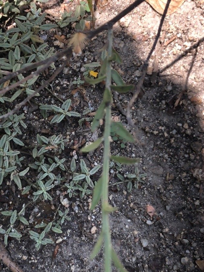 Fumana fontanesii leaf