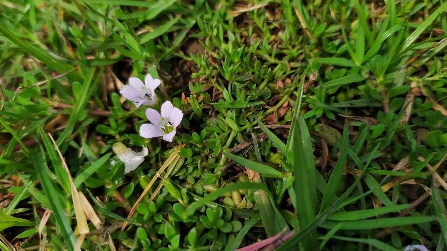 Gratiola peruviana flower