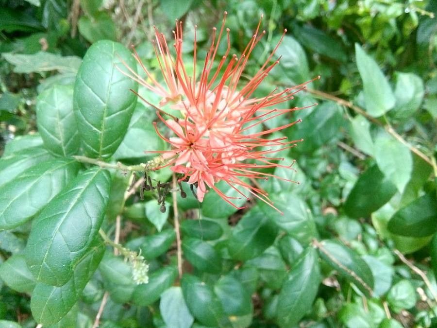 Combretum constrictum flower