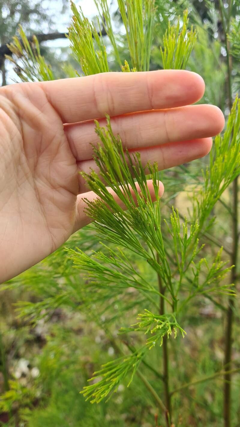 Exocarpos cupressiformis leaf