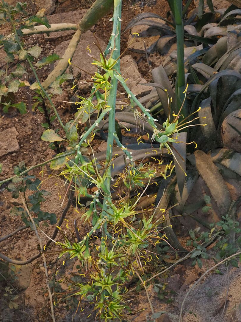 Agave guttata flower
