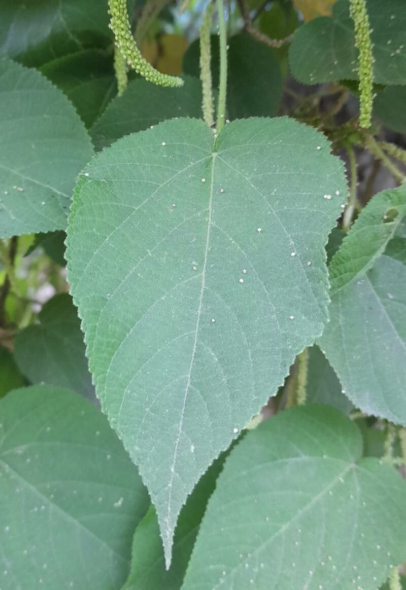 Acalypha plicata leaf