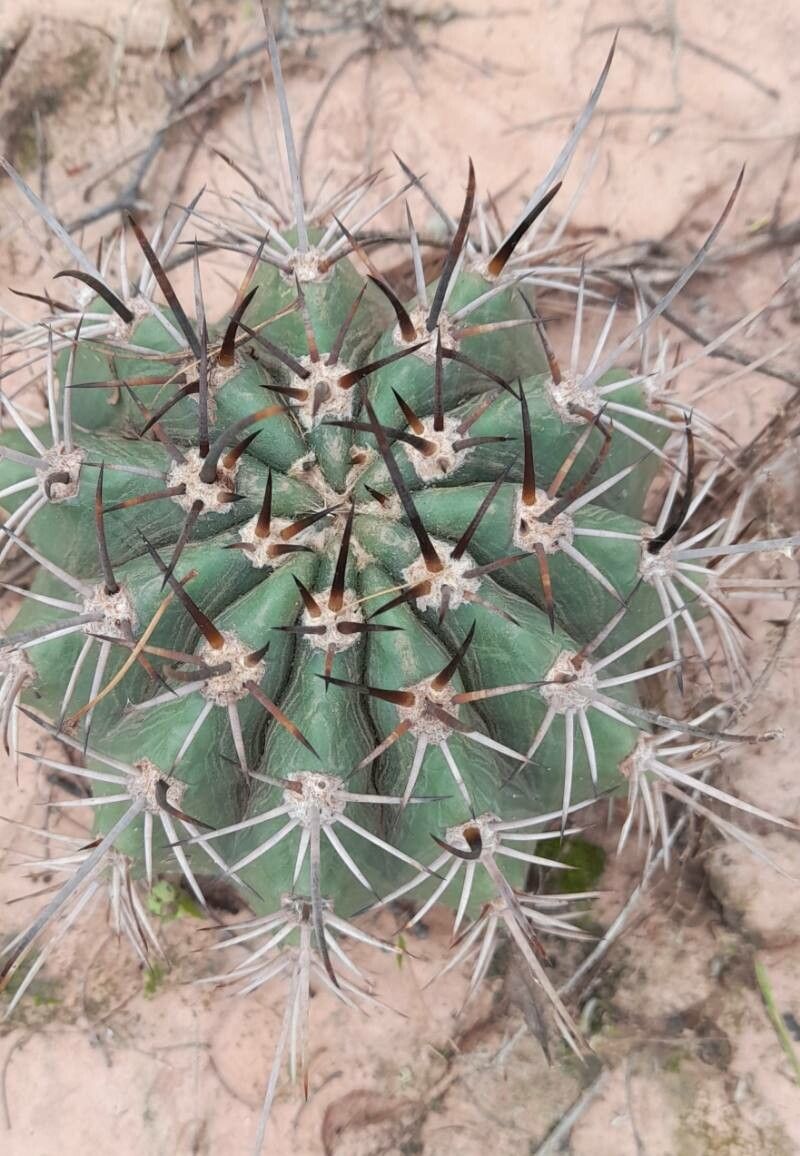 Echinopsis albispinosa