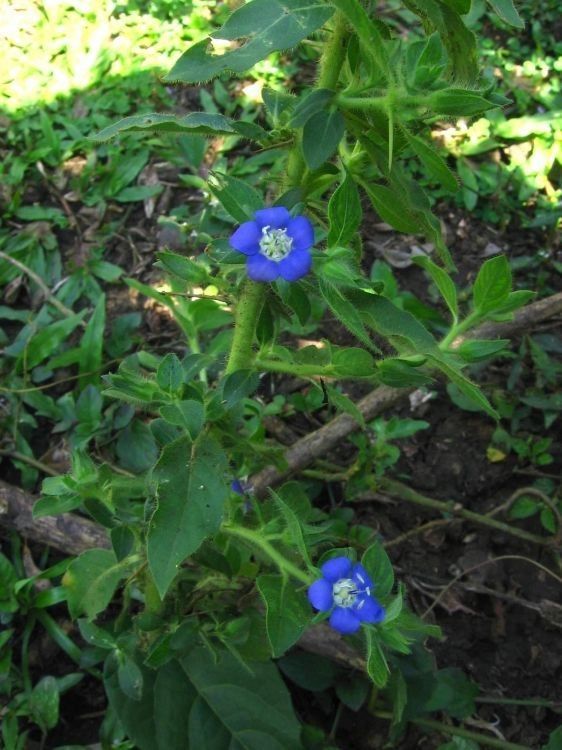 Hydrolea quadrivalvis habit