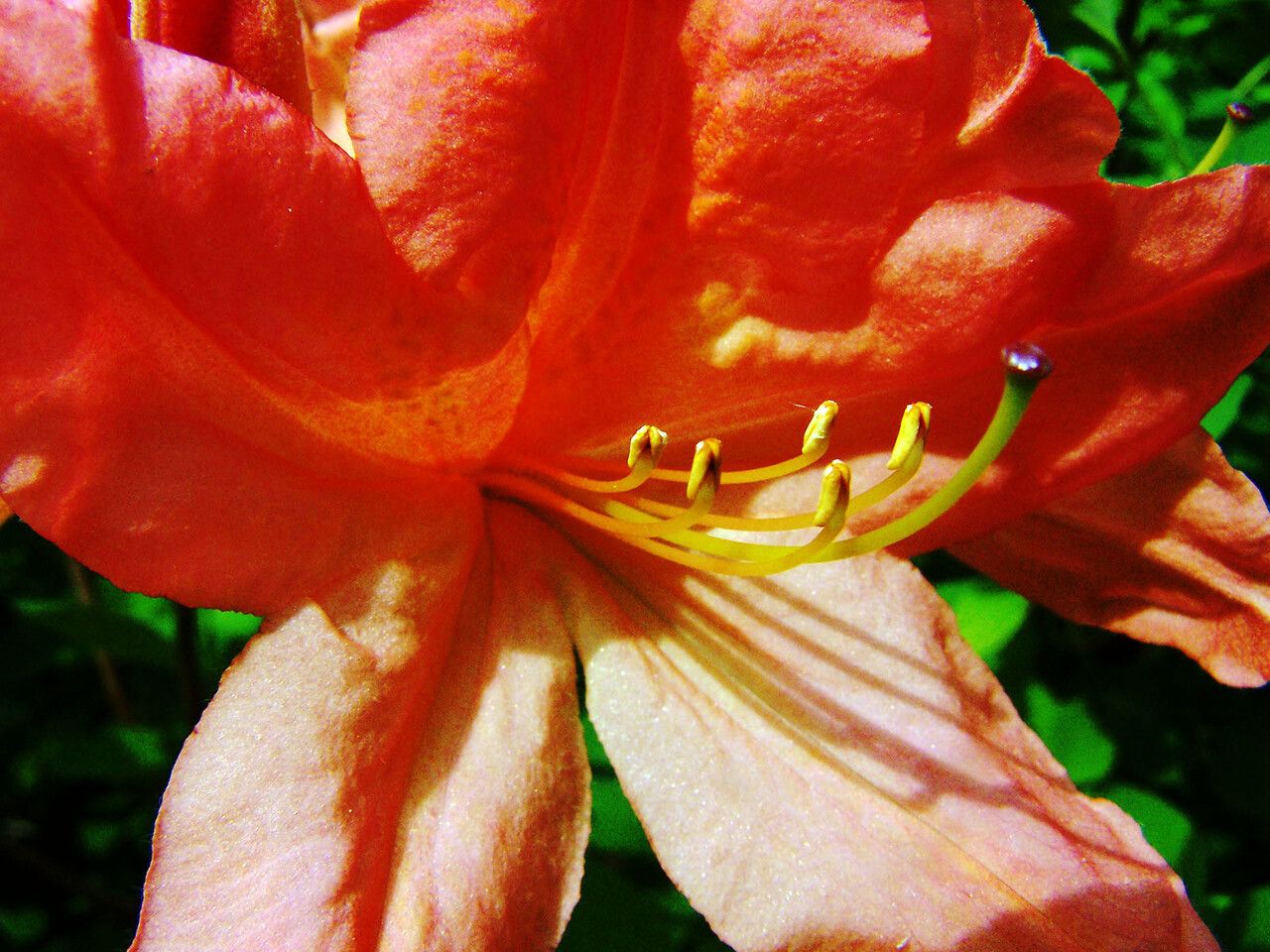 Rhododendron japonicum flower