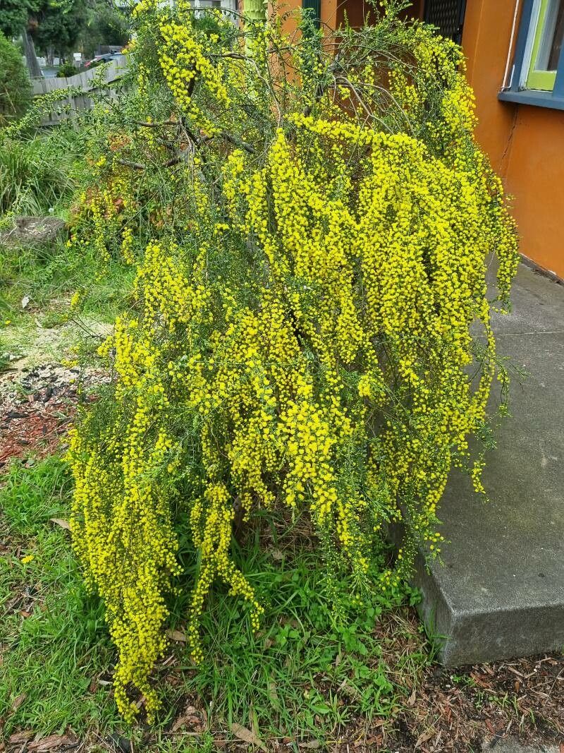 Acacia acinacea leaf