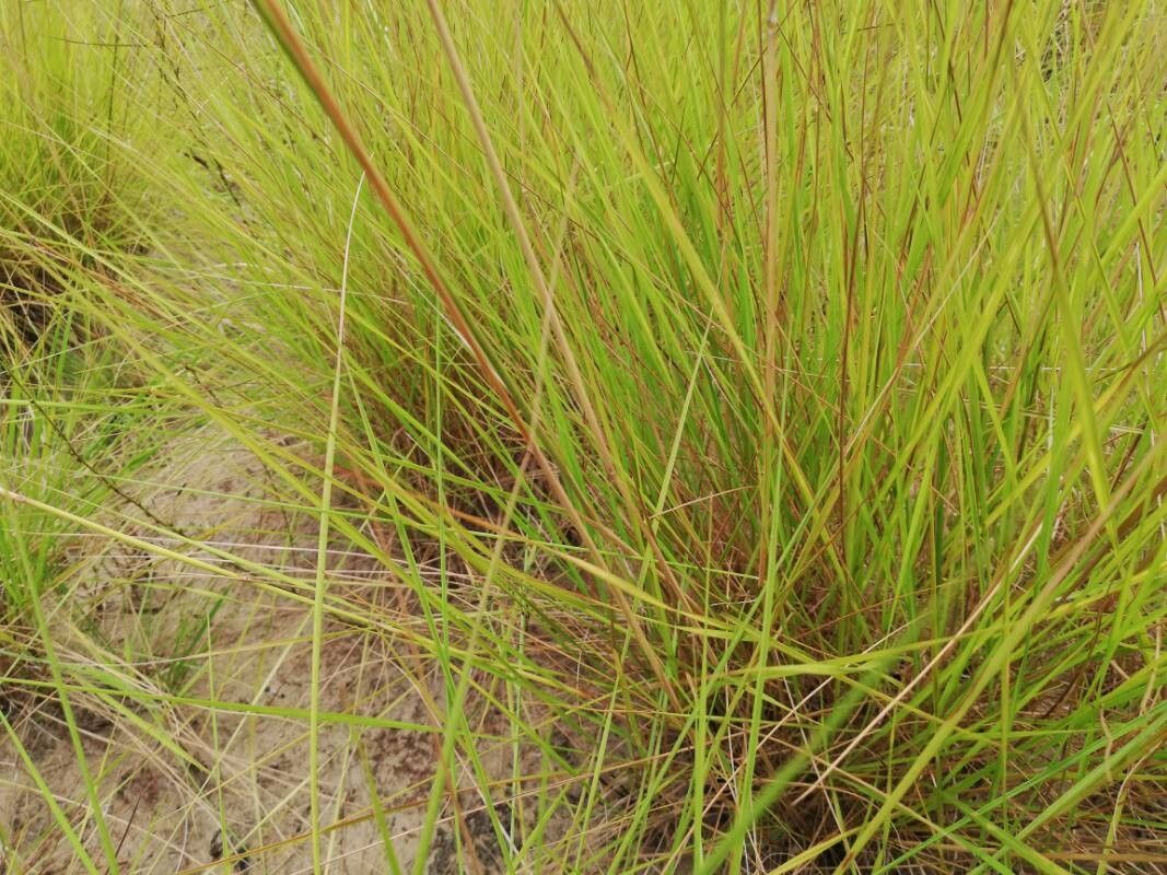 Andropogon amethystinus leaf