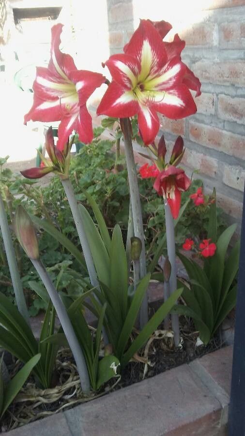 Amaryllis bagnoldii flower