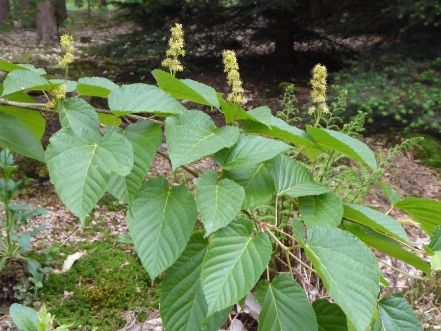 Acer distylum flower