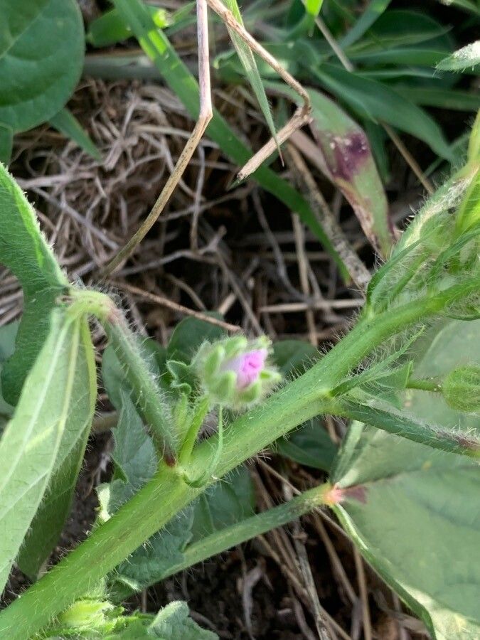 Anoda cristata flower