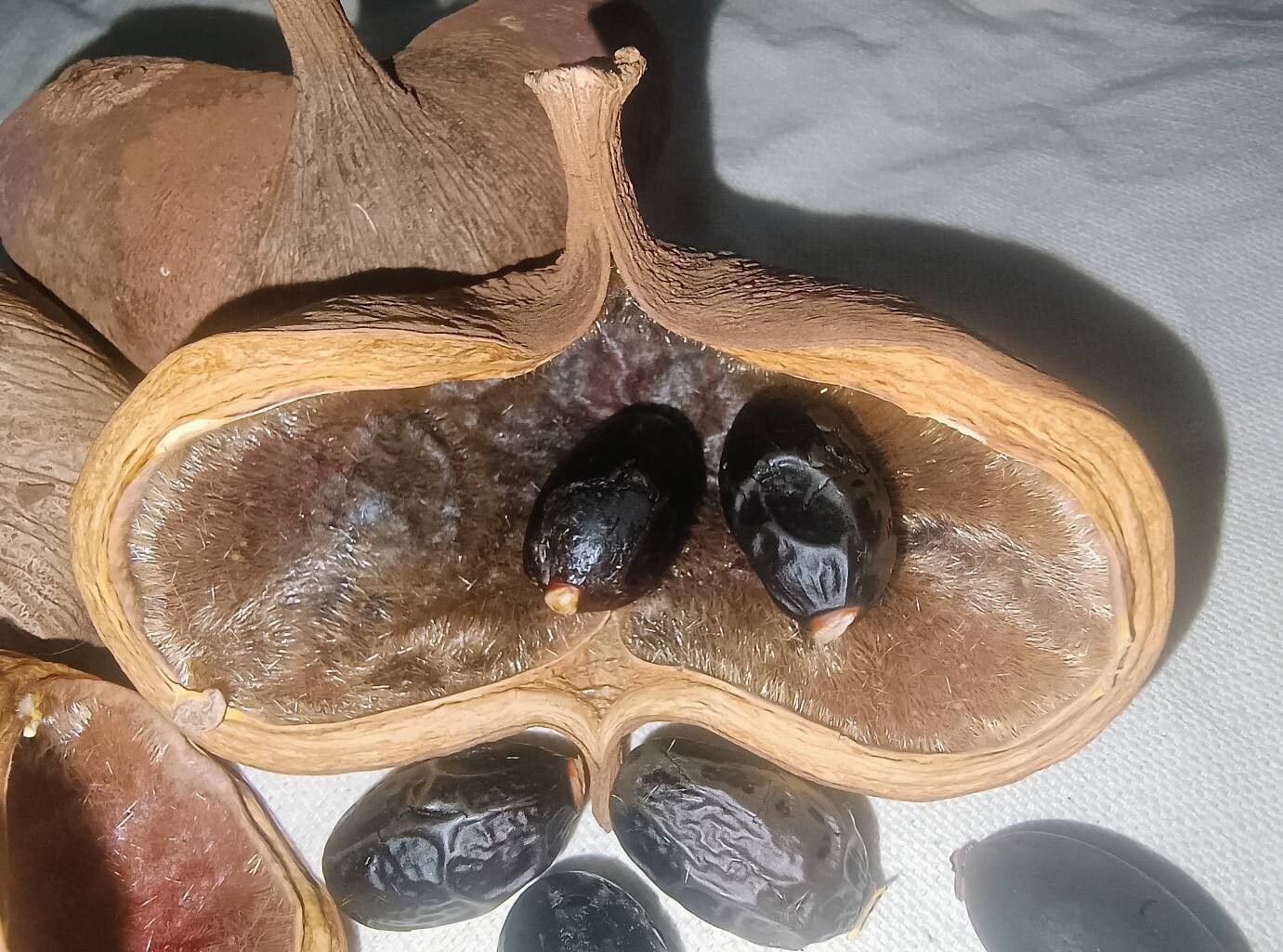 Sterculia recordiana fruit