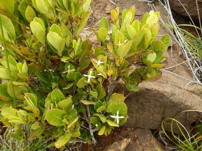 Ixora dzumacensis habit