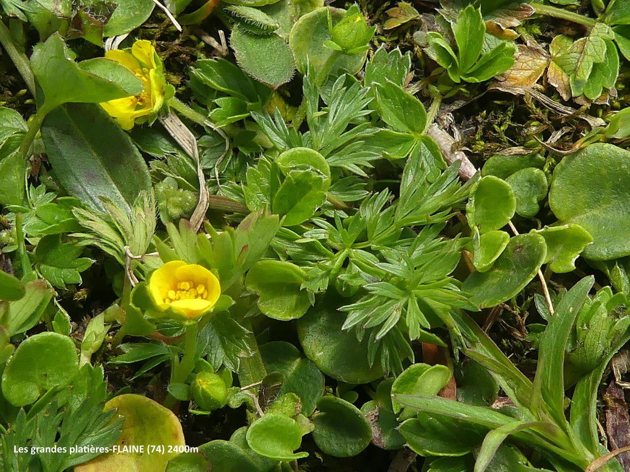 Potentilla brauneana leaf
