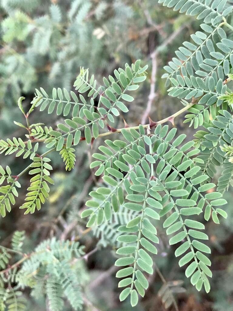Prosopis koelziana leaf