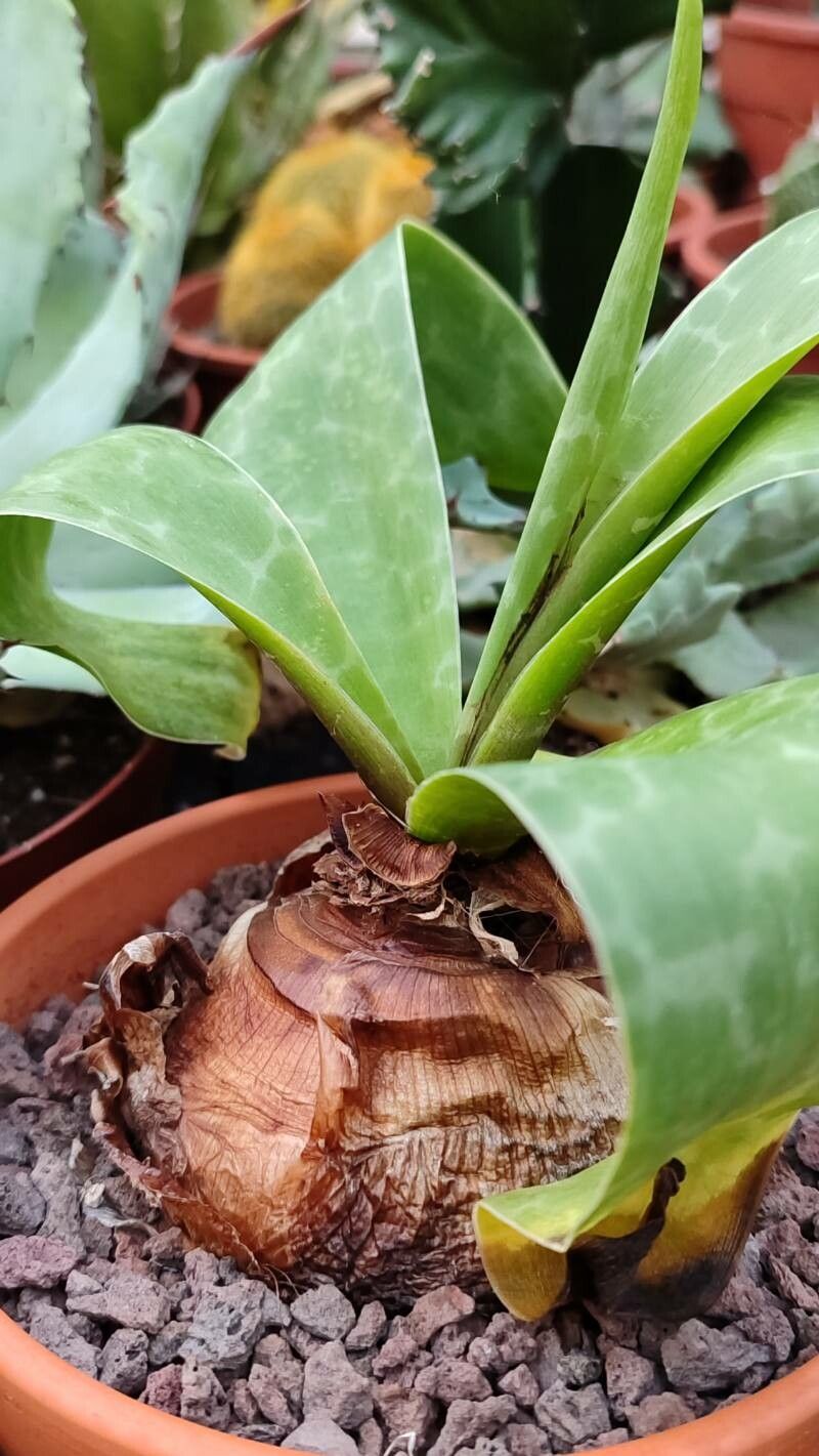 Ledebouria cooperi habit