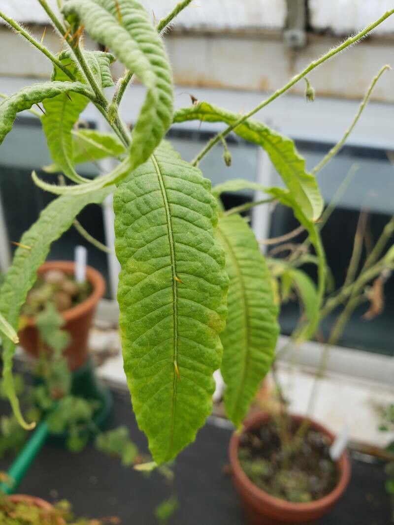 Solanum ensifolium — houseplant care guide