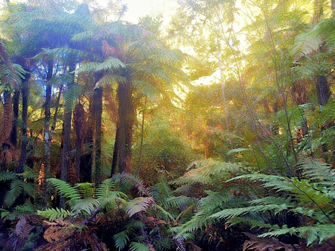 Alsophila tricolor habit