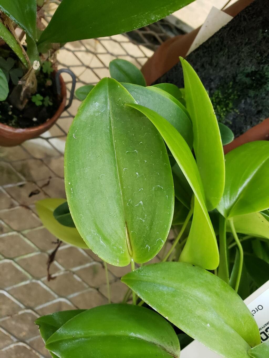 Pleurothallis longipedicellata — houseplant care guide