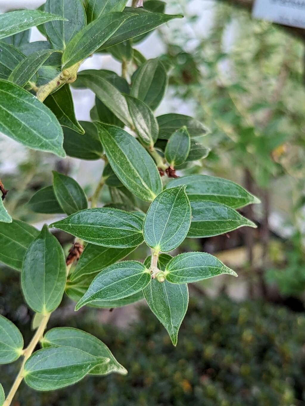 Cavendishia bracteata leaf