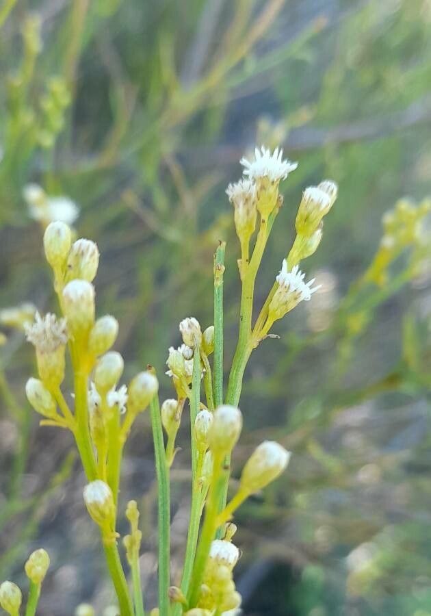 Baccharis spartioides flower