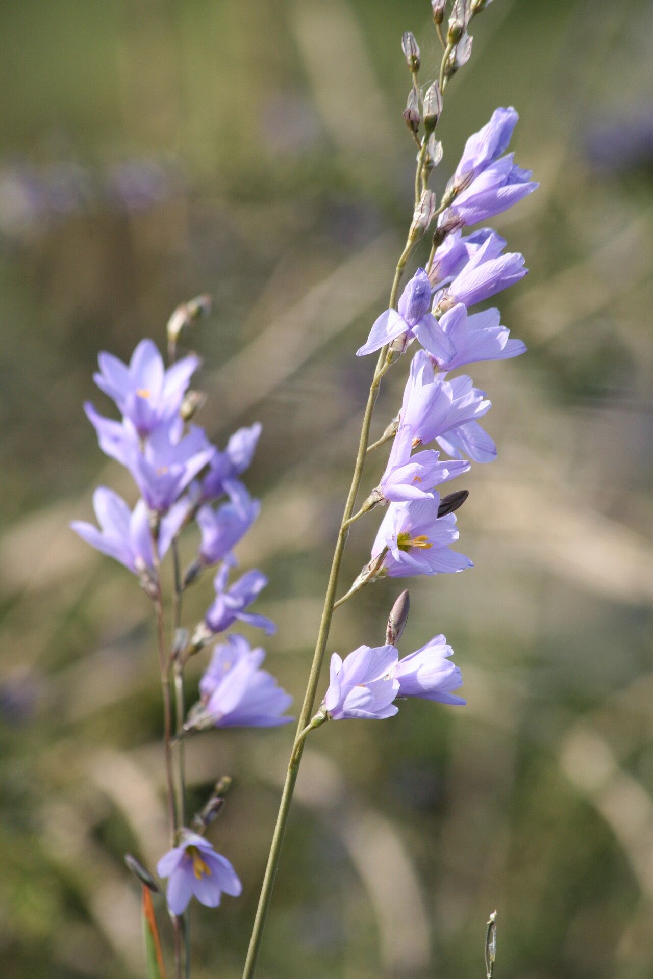 Ixia rapunculoides — search result for 'Ixia'