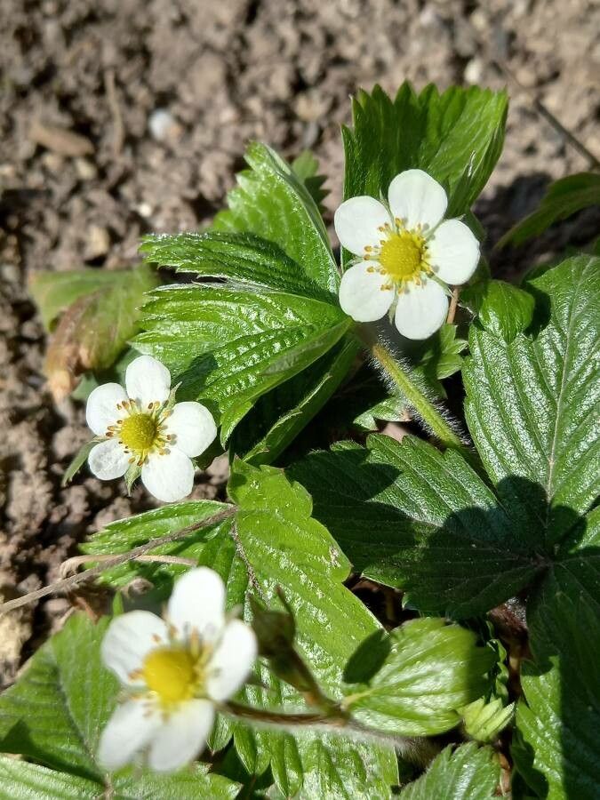 Fragaria x ananassa flower