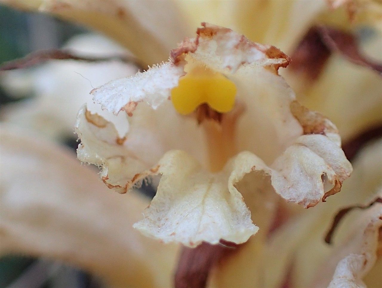 Orobanche lutea flower