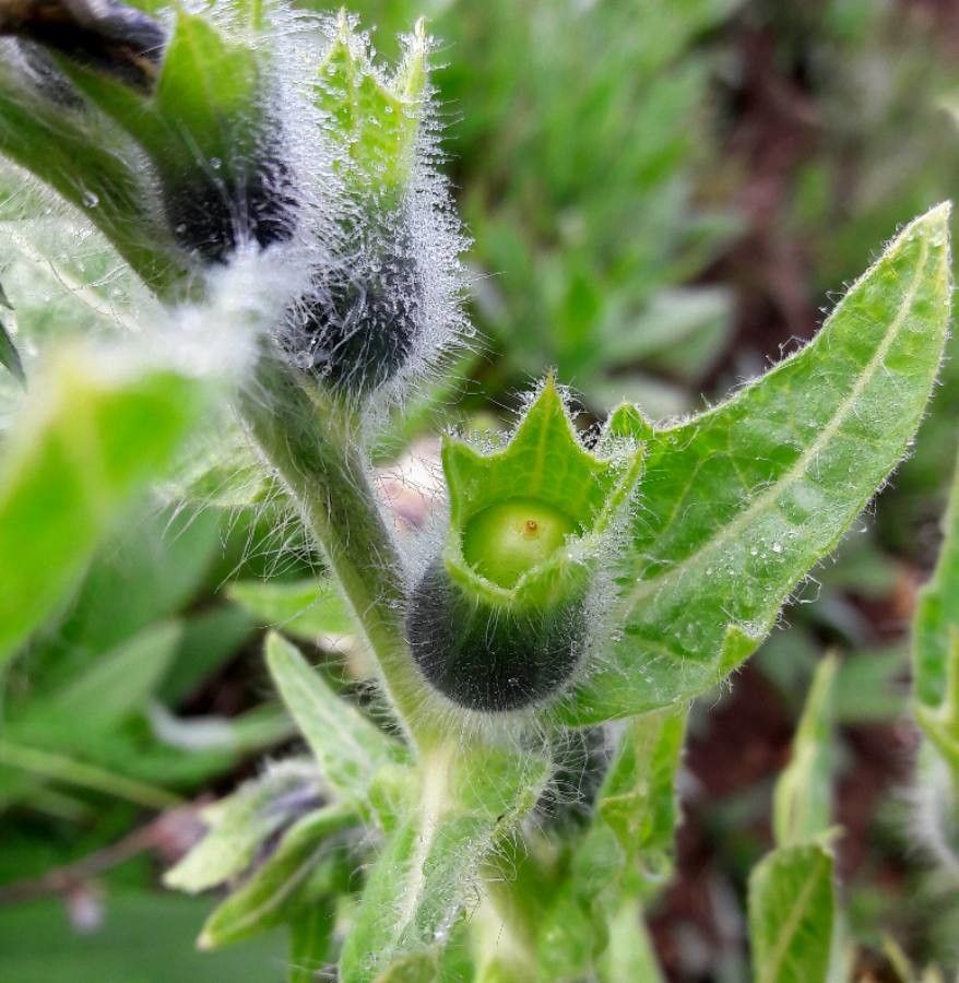 Hyoscyamus niger fruit