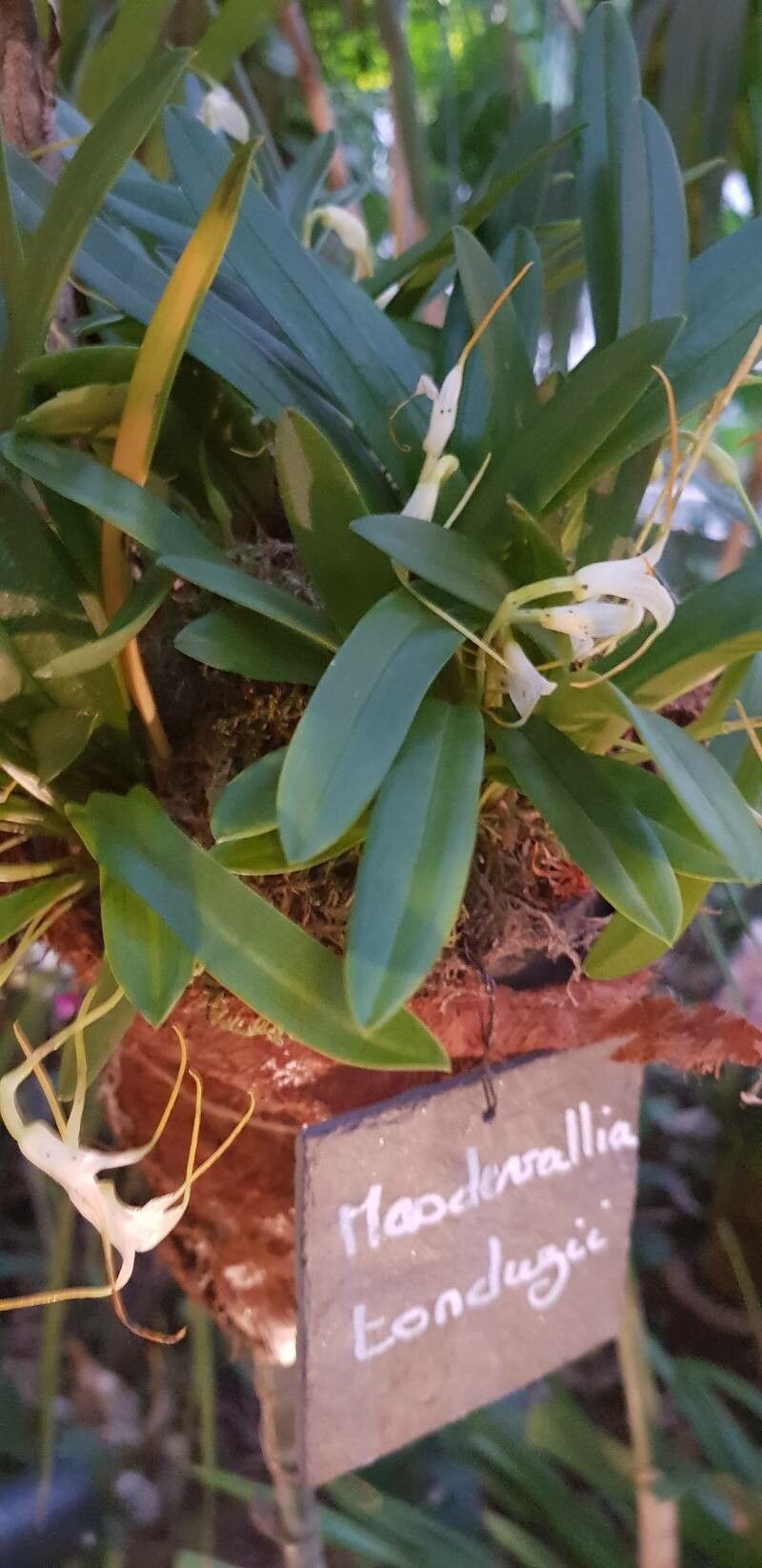 Masdevallia tonduzii — search result for 'Masdevallia'