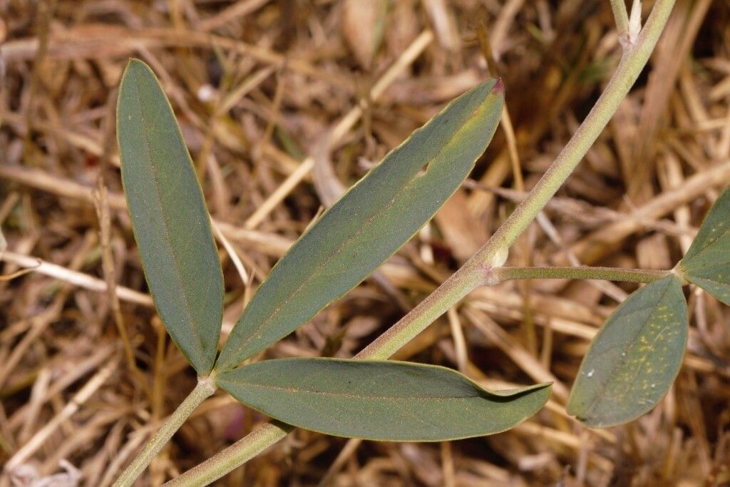 Crotalaria rogersii leaf