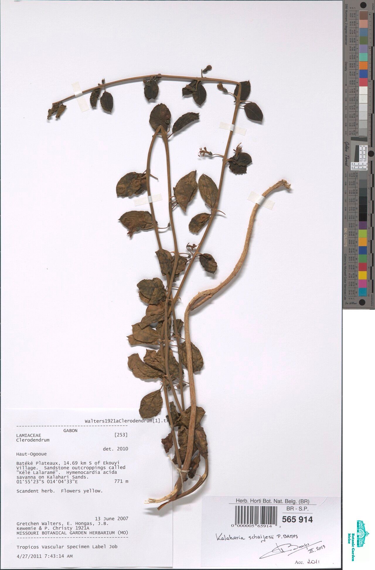 Kalaharia schaijesii — related species from the same genus