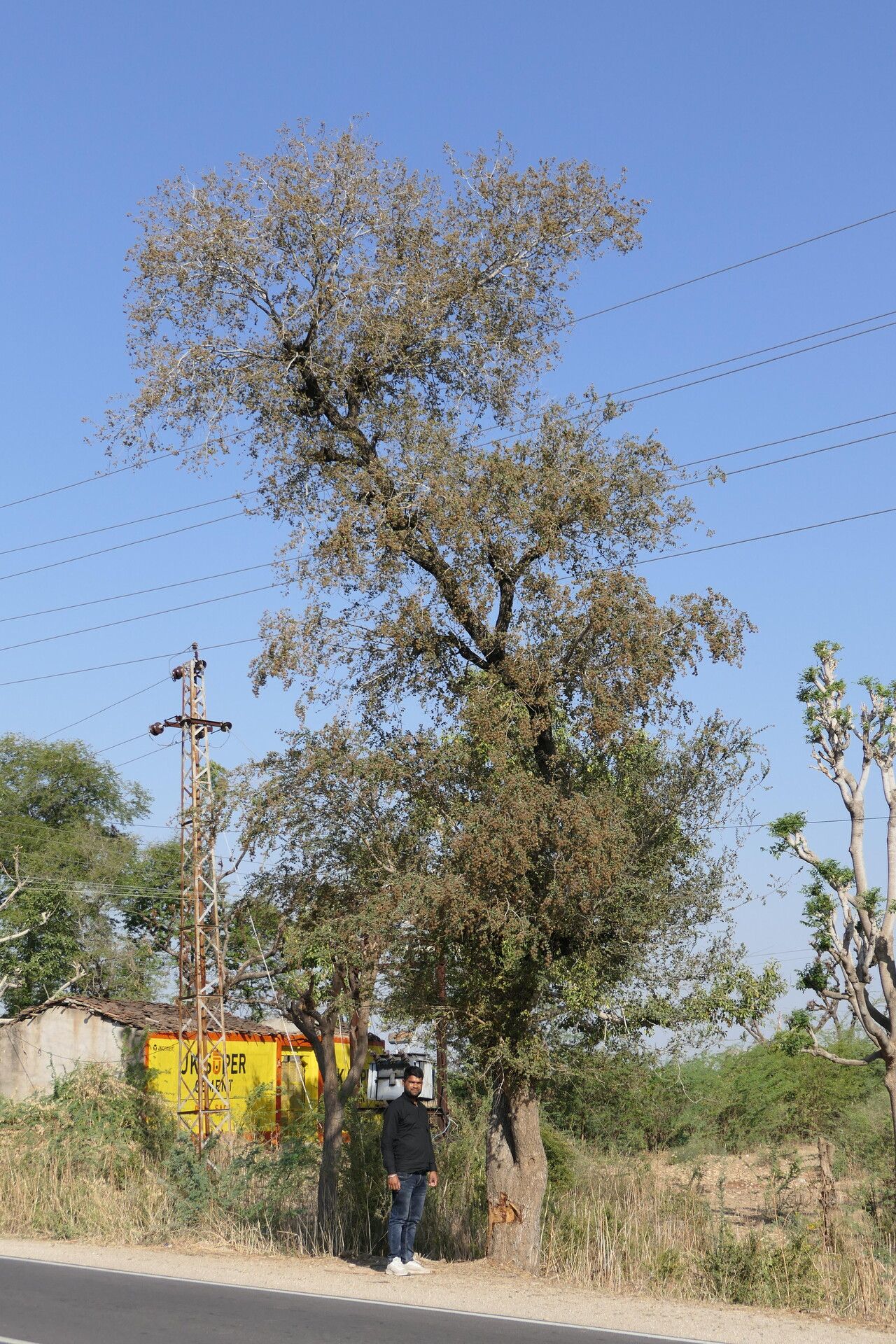 Anogeissus sericea — related species from the same genus