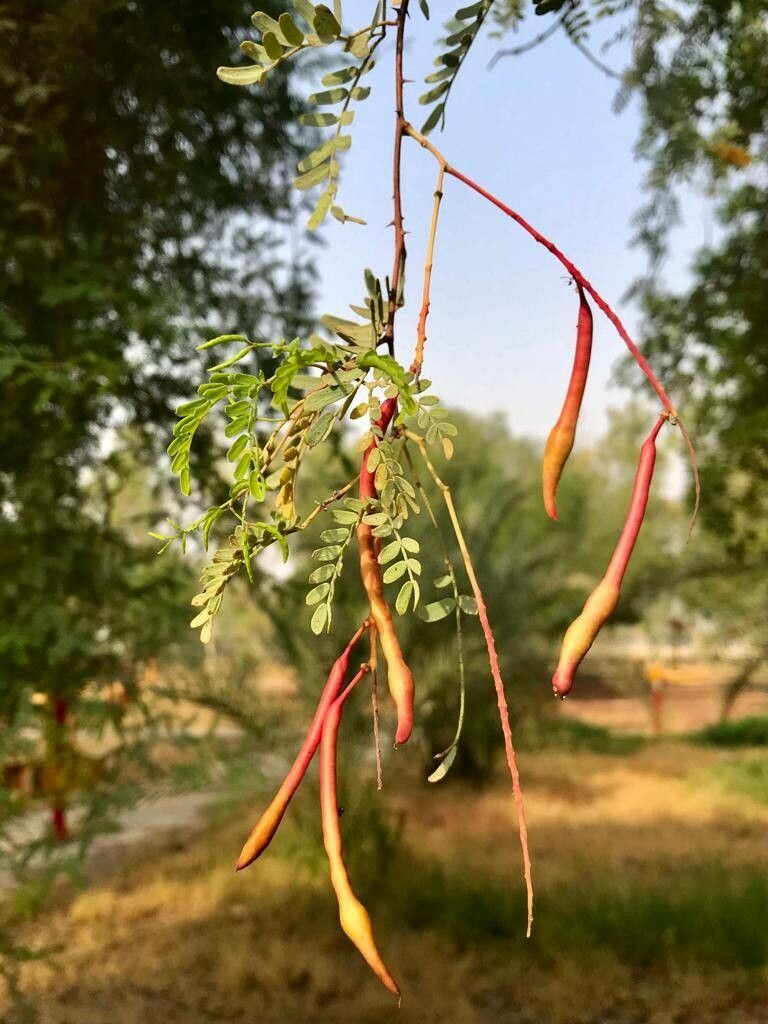 Prosopis glandulosa fruit