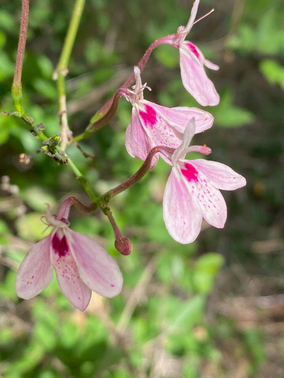 Rhinacanthus osmospermus — related species from the same genus