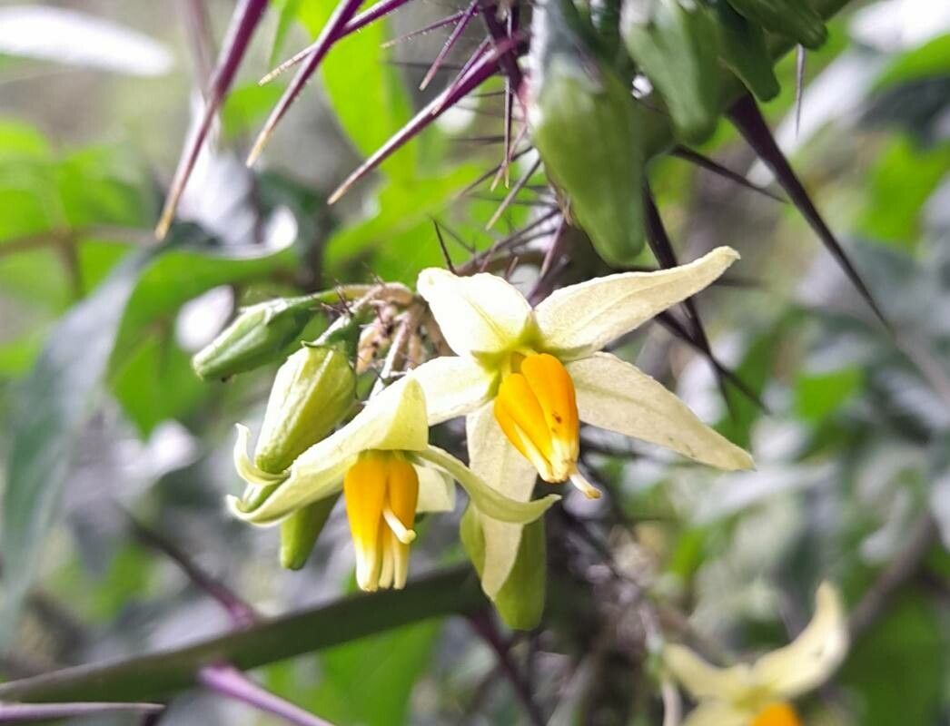 Solanum atropurpureum flower