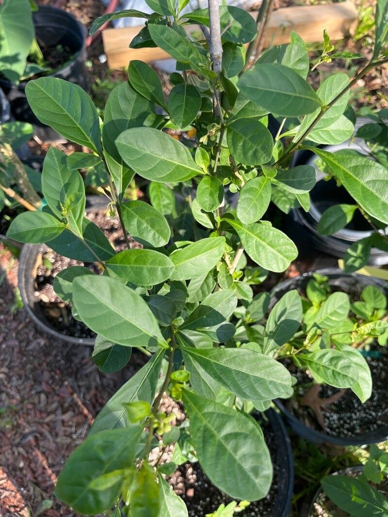 Solanum diphyllum — search result for 'Solanum'