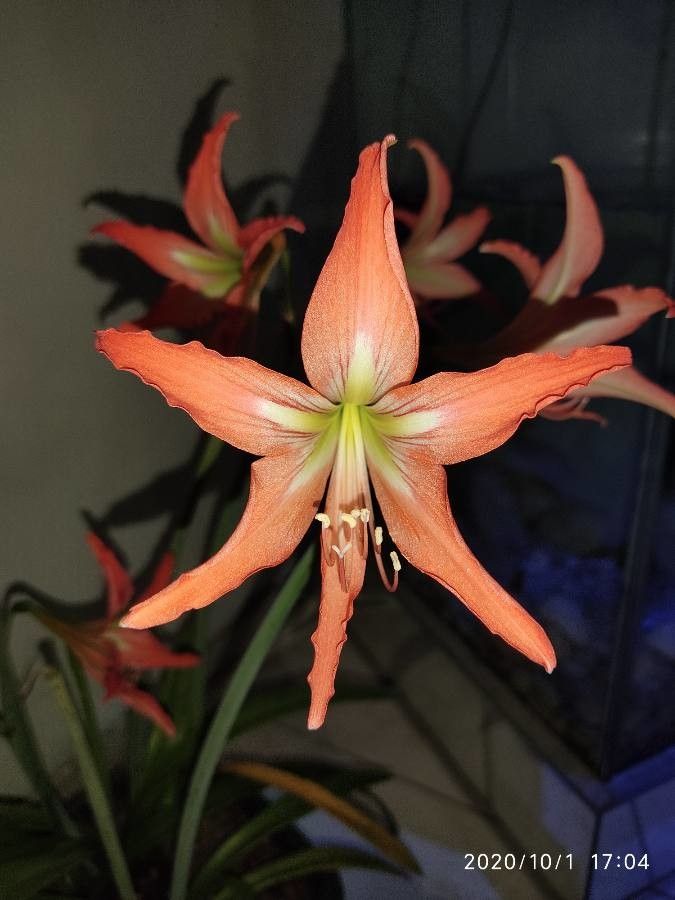 Hippeastrum striatum flower