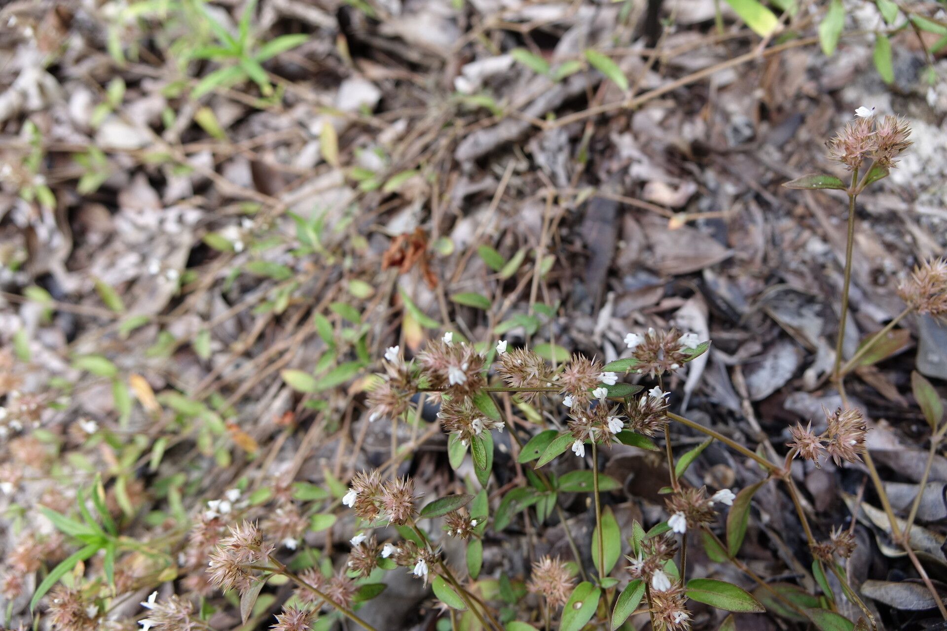 Justicia strigilis — houseplant care guide