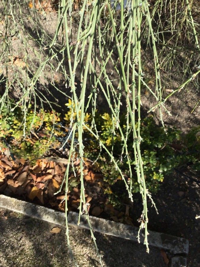 Cytisus multiflorus — search result for 'Cytisus'