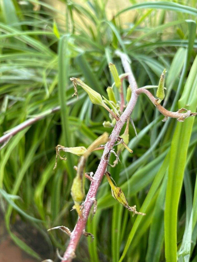 Pitcairnia breedlovei flower