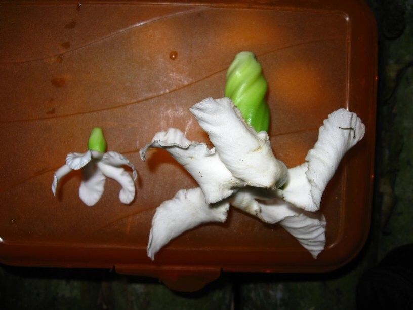 Tabernaemontana contorta — search result for 'Tabernaemontana'