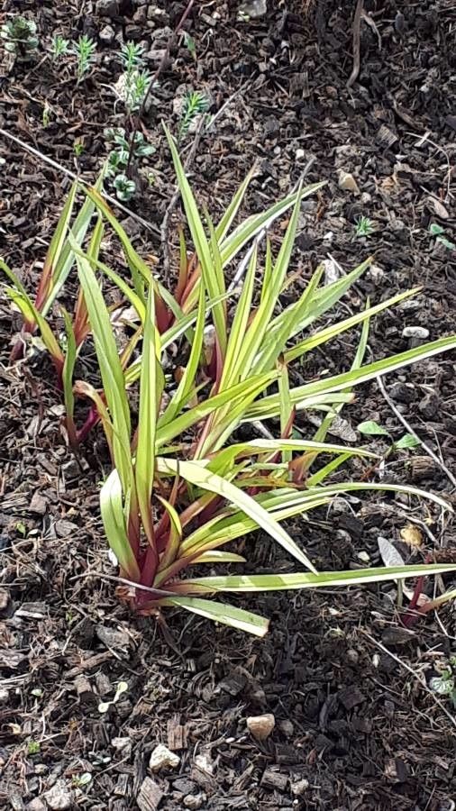 Carex microglochin leaf