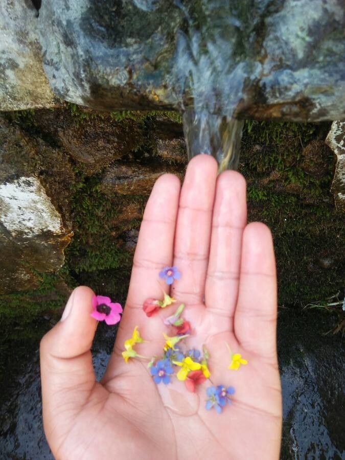 Navarretia leptalea flower