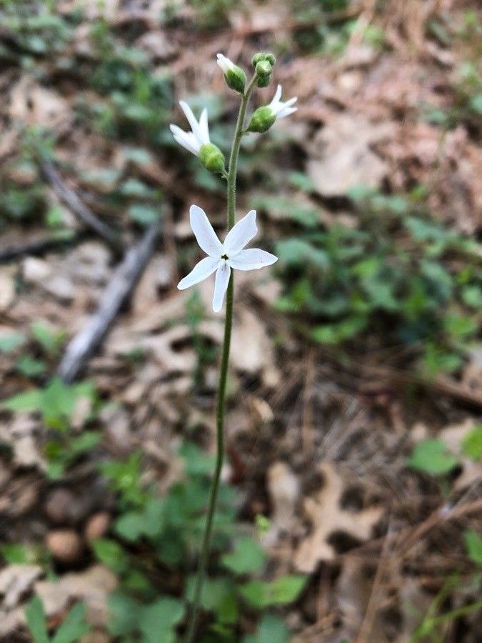 Lithophragma bolanderi — related species from the same genus
