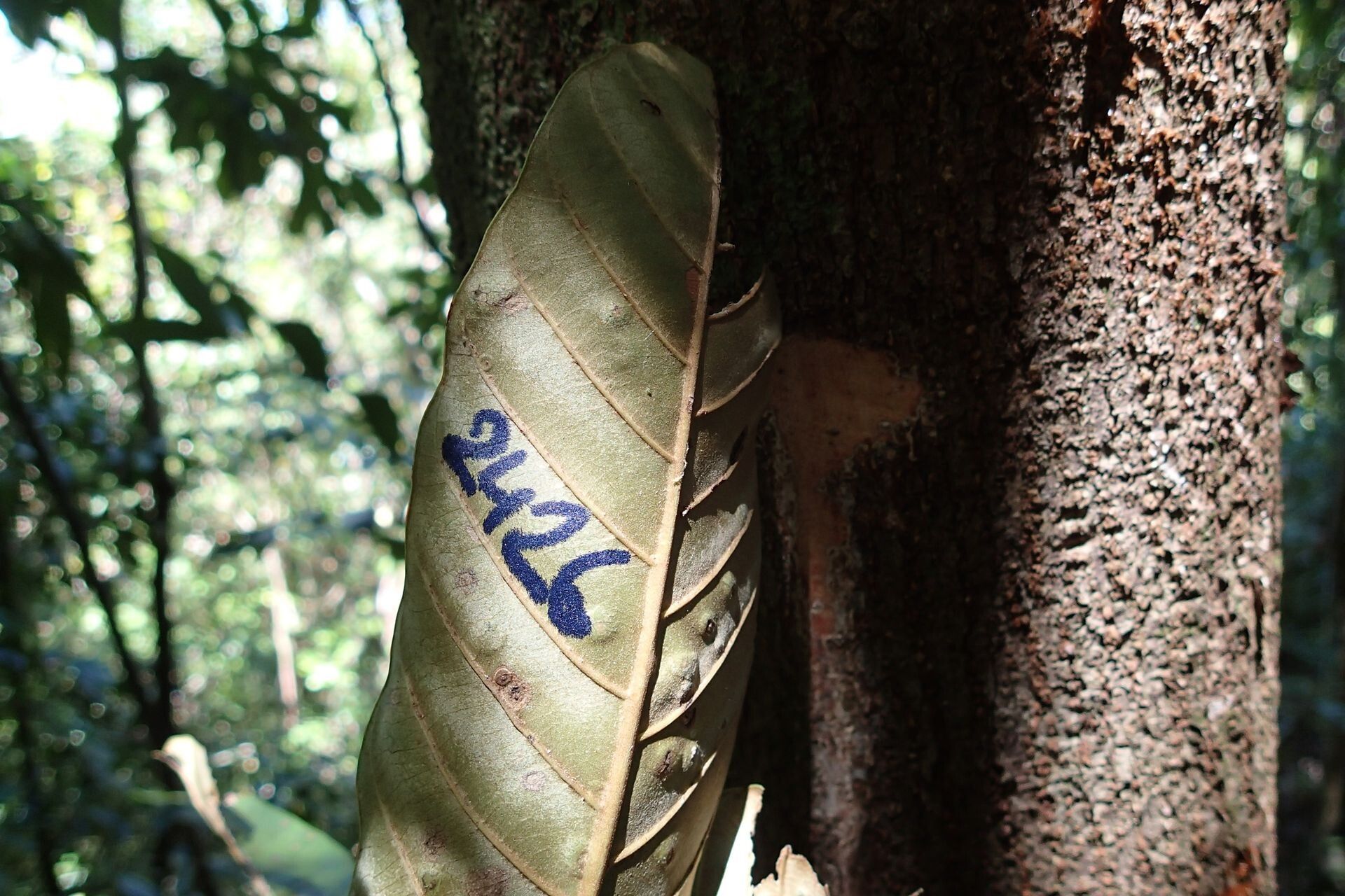 Pycnandra balansae bark