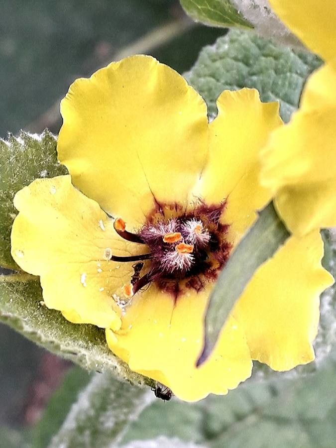 Verbascum boerhavii flower