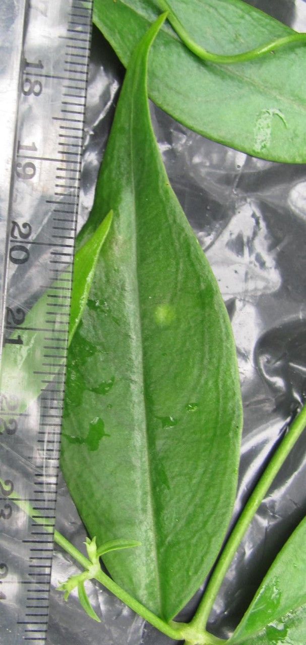 Manettia barbata — related species from the same genus