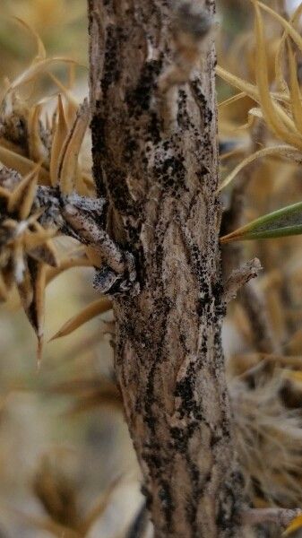 Chuquiraga atacamensis bark