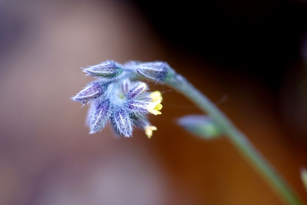 Myosotis balbisiana flower