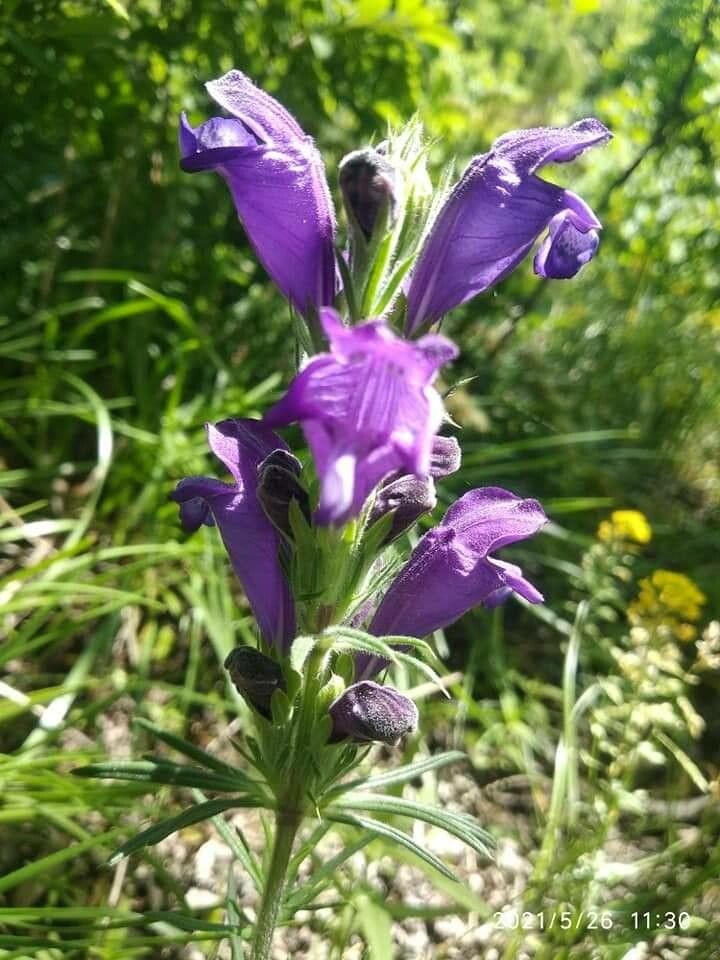 Dracocephalum austriacum — related species from the same genus
